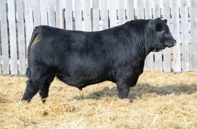 Blue Collar Bull Sale - Photo 3