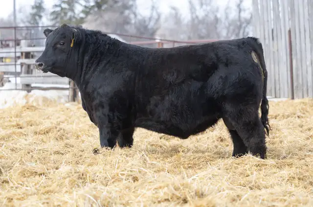 Blue Collar Bull Sale - Photo 4