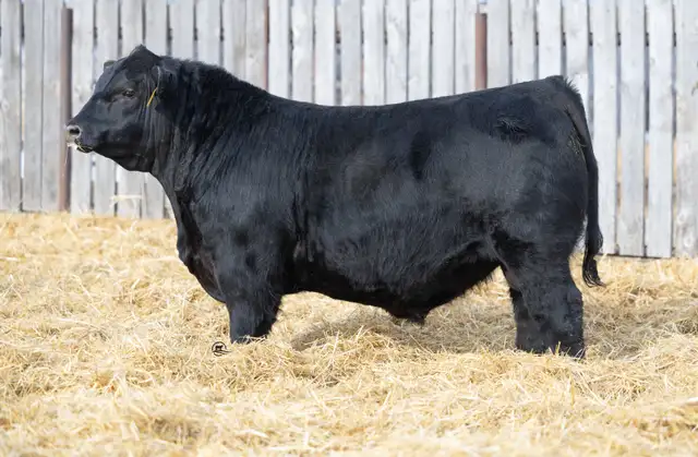 Blue Collar Bull Sale - Photo 5