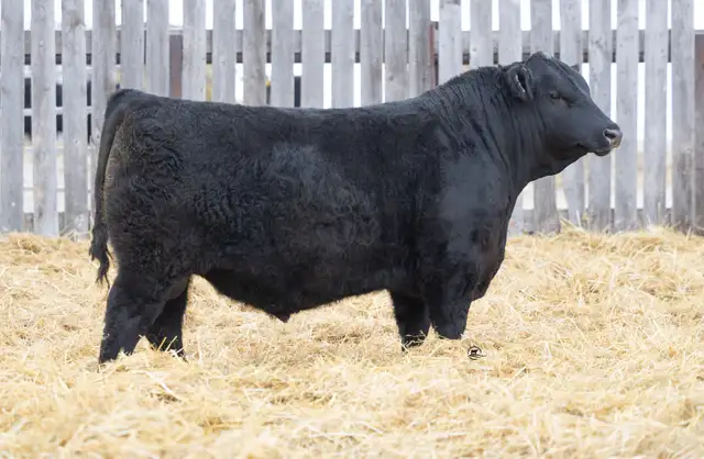 Blue Collar Bull Sale - Photo 6