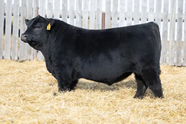 Blue Collar Bull Sale - Photo 7