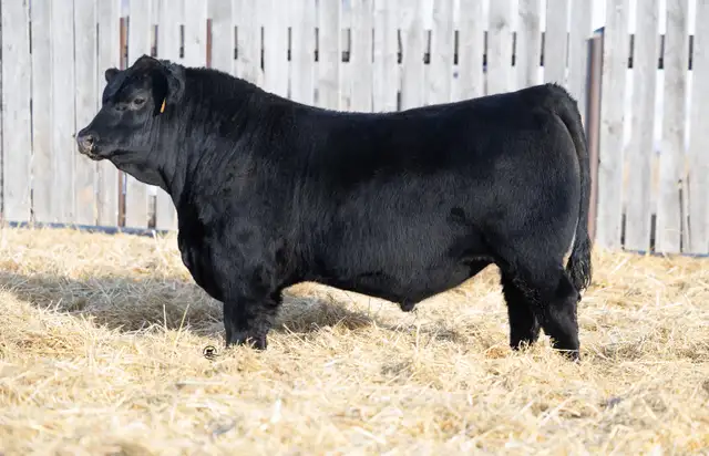 Blue Collar Bull Sale - Photo 8