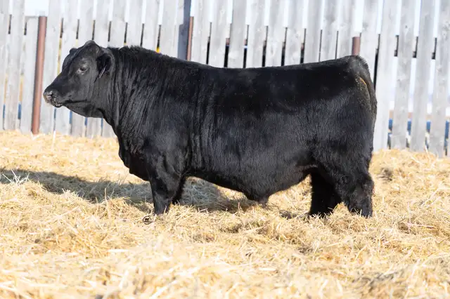Blue Collar Bull Sale - Photo 9