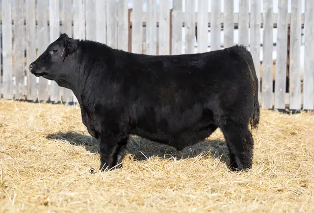Blue Collar Bull Sale - Photo 10