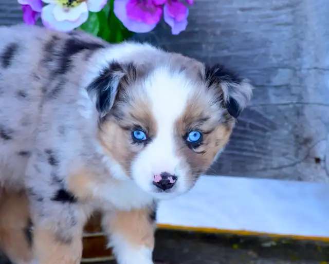 Miniature Australian Shepherd Pups