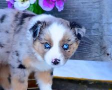 Miniature Australian Shepherd Pups