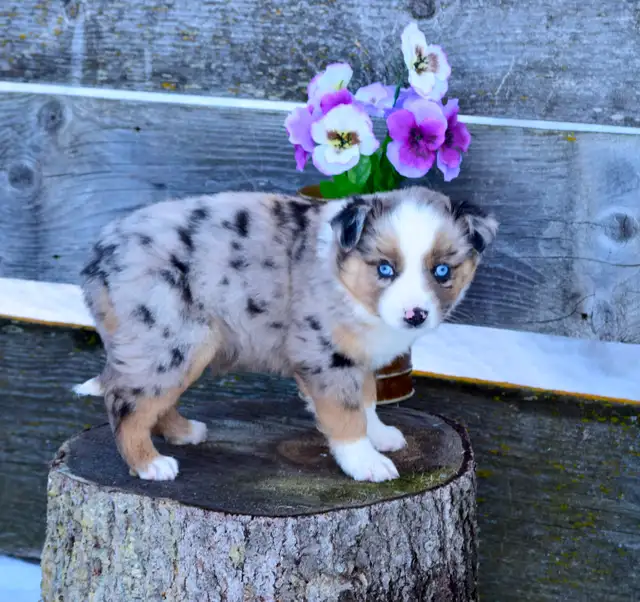 Miniature Australian Shepherd Pups - Photo 2