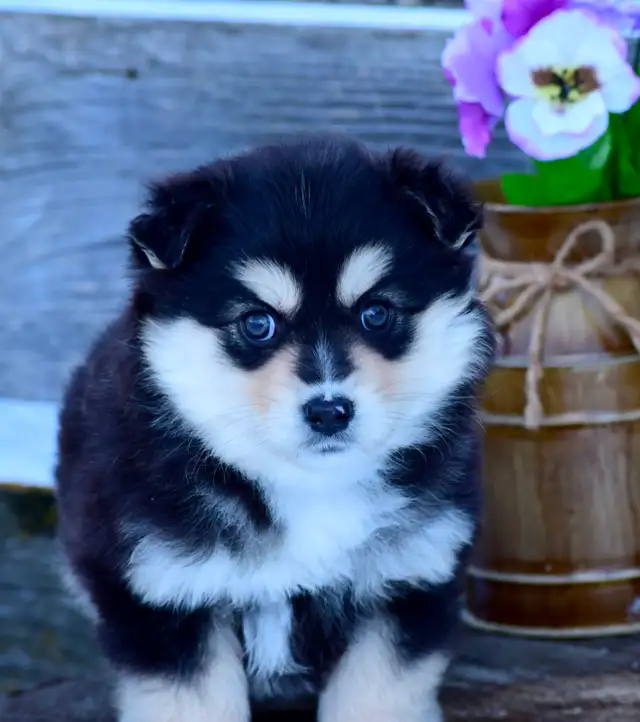 Miniature Australian Shepherd Pups - Photo 3