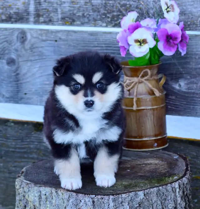 Miniature Australian Shepherd Pups - Photo 4
