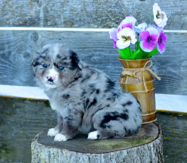Miniature Australian Shepherd Pups - Photo 5