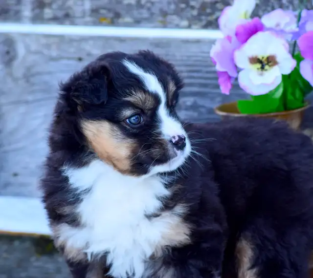 Miniature Australian Shepherd Pups - Photo 6