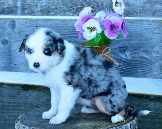 Miniature Australian Shepherd Pups - Photo 7