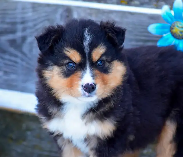 Miniature Australian Shepherd Pups - Photo 8
