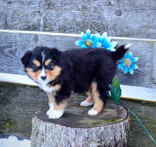 Miniature Australian Shepherd Pups - Photo 9