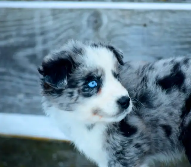 Miniature Australian Shepherd Pups - Photo 10