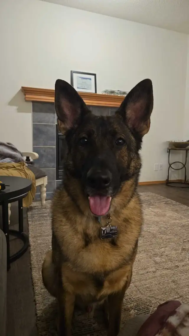 Small dog and Puppy Boarding