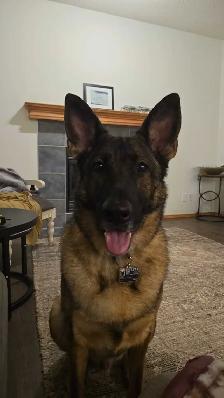 Small dog and Puppy Boarding