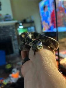 Kingsnake serpent avec terrarium !! - Photo 2
