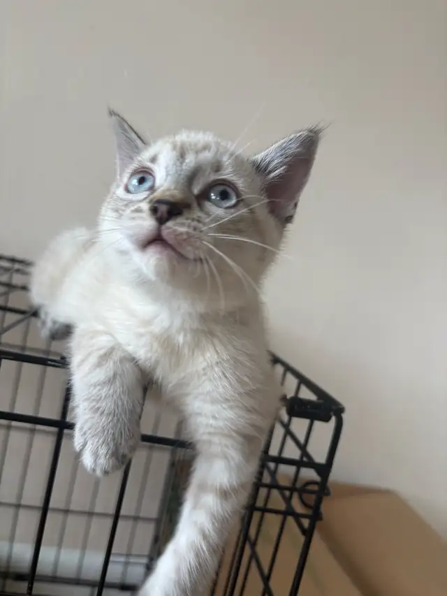 8 weeks old siamese kitten