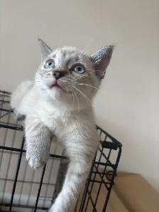 8 weeks old siamese kitten
