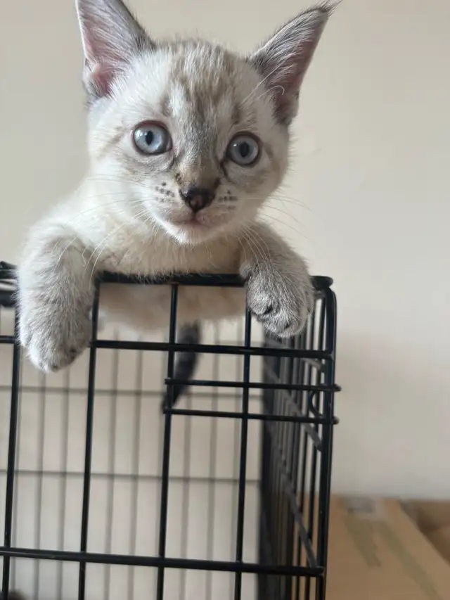 8 weeks old siamese kitten - Photo 2