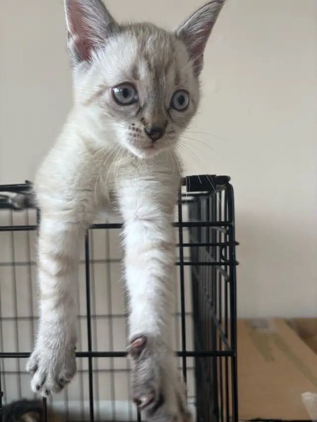 8 weeks old siamese kitten - Photo 3