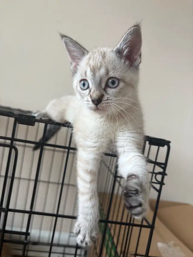 8 weeks old siamese kitten - Photo 4