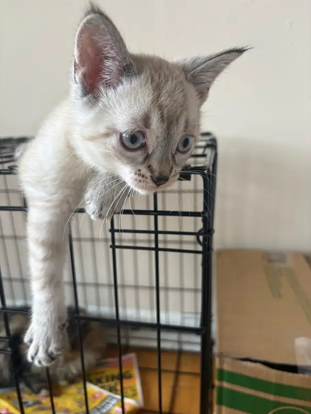 8 weeks old siamese kitten - Photo 5