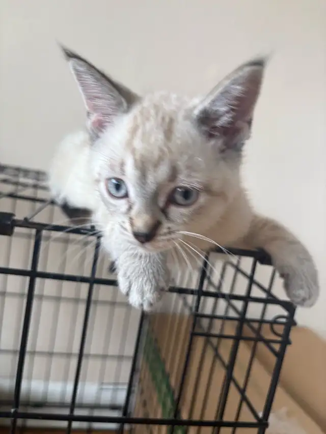 8 weeks old siamese kitten - Photo 6