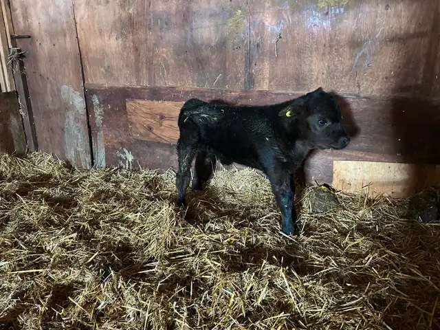 Black angus twin bull calf