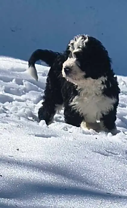 Bernedoodle Puppies Ready Now
