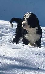 Bernedoodle Puppies Ready Now