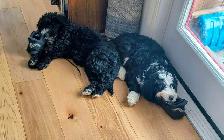 Bernedoodle Puppies Ready Now - Photo 2