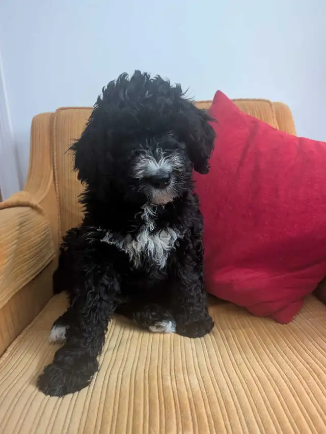Bernedoodle Puppies Ready Now - Photo 3