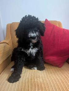 Bernedoodle Puppies Ready Now - Photo 3