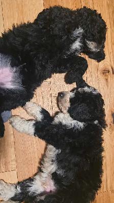 Bernedoodle Puppies Ready Now - Photo 4