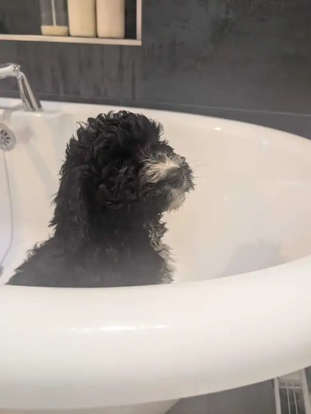 Bernedoodle Puppies Ready Now - Photo 5