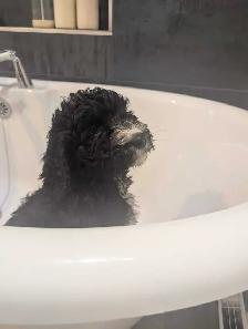 Bernedoodle Puppies Ready Now - Photo 5