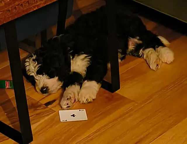 Bernedoodle Puppies Ready Now - Photo 6