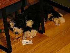 Bernedoodle Puppies Ready Now - Photo 6