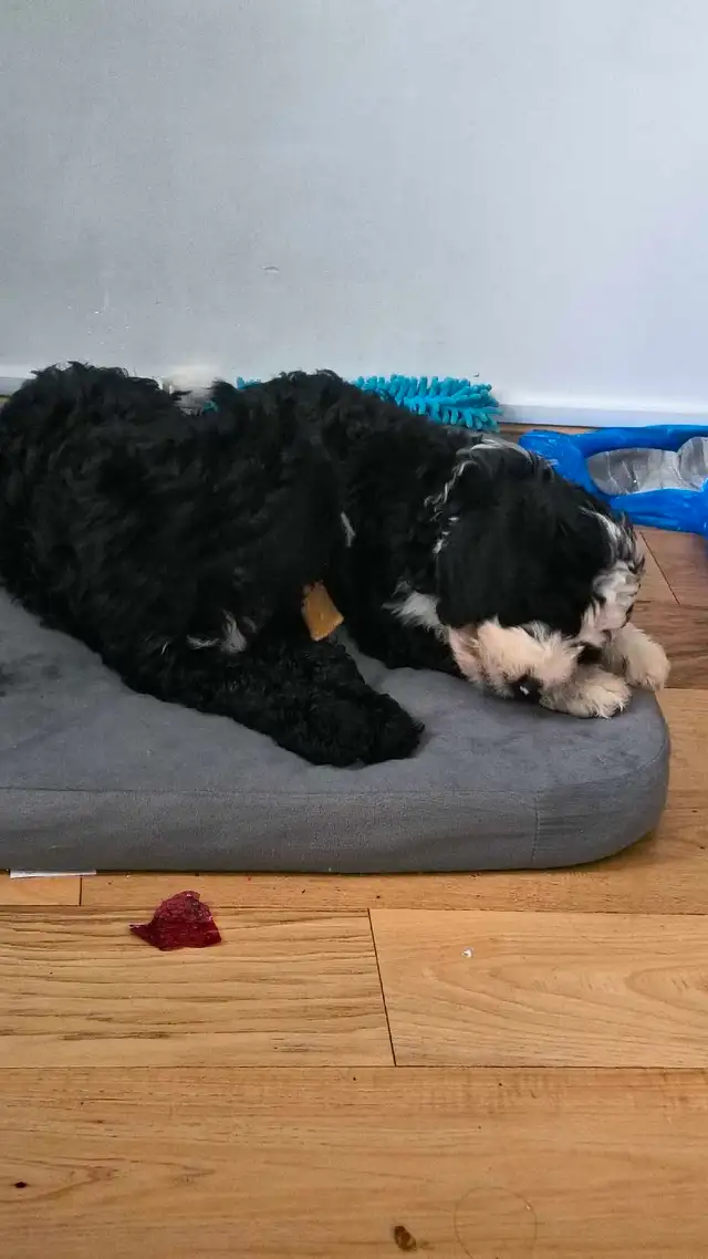 Bernedoodle Puppies Ready Now - Photo 7