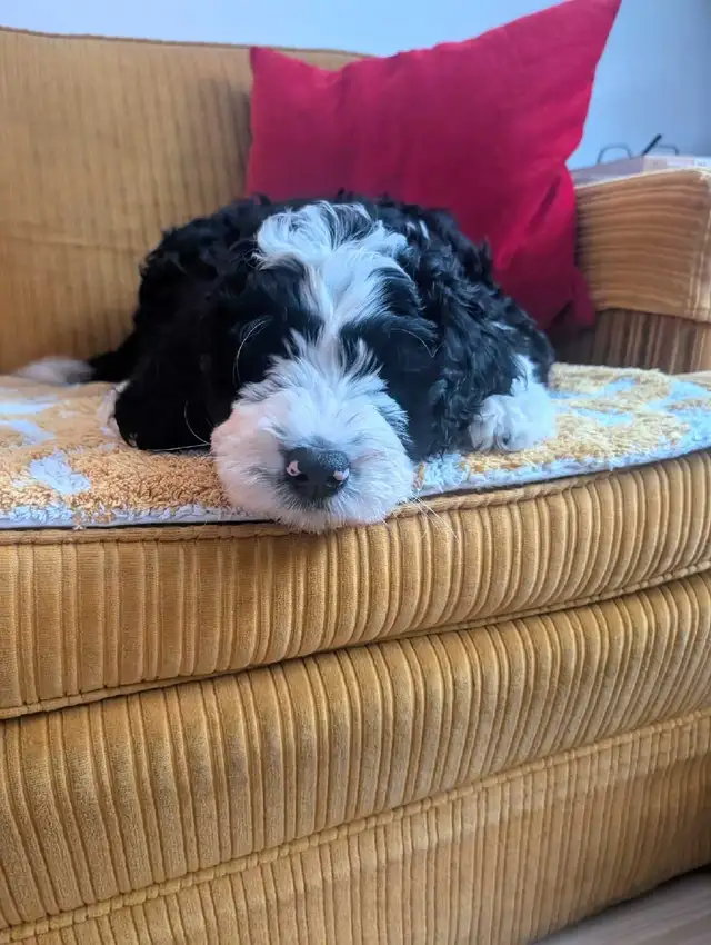 Bernedoodle Puppies Ready Now - Photo 8
