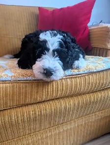 Bernedoodle Puppies Ready Now - Photo 8