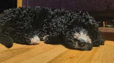 Bernedoodle Puppies Ready Now - Photo 9