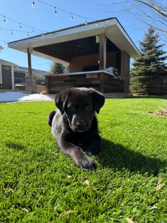Lab/Husky (Labsky) Puppy Looking for a Loving Home