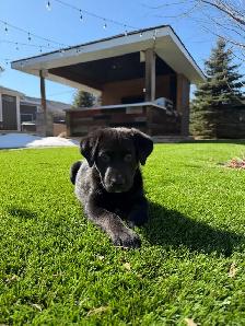 Lab/Husky (Labsky) Puppy Looking for a Loving Home