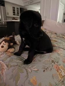 Lab/Husky (Labsky) Puppy Looking for a Loving Home - Photo 2