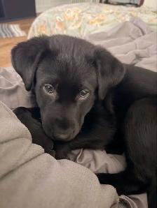 Lab/Husky (Labsky) Puppy Looking for a Loving Home - Photo 3