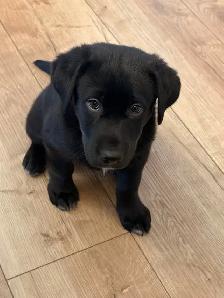 Lab/Husky (Labsky) Puppy Looking for a Loving Home - Photo 4