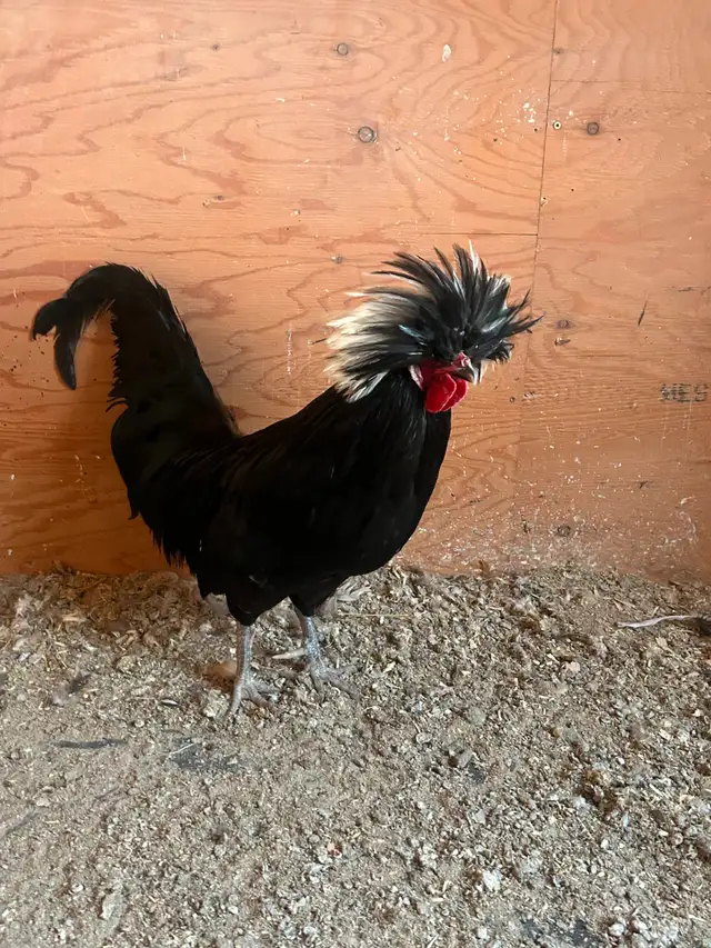 Polish chicken - Photo 2